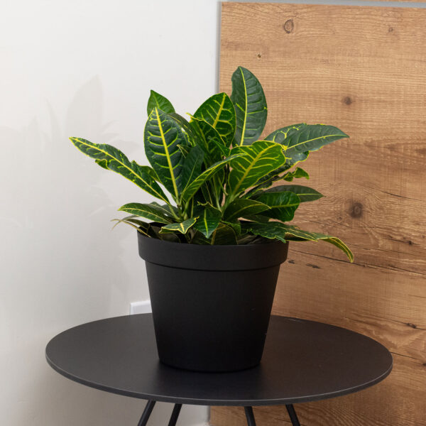 VASO REDONDO FLORATTA Nº33 16,5 L PRETO - Imagem 2