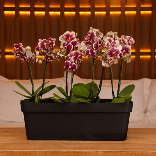 JARDINEIRA FLORATTA Nº50 11,0L PRETA - Imagem 2
