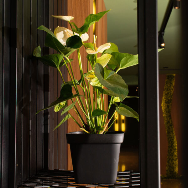 VASO QUADRADO FLORATTA Nº33 21,5 L PRETO - Imagem 2